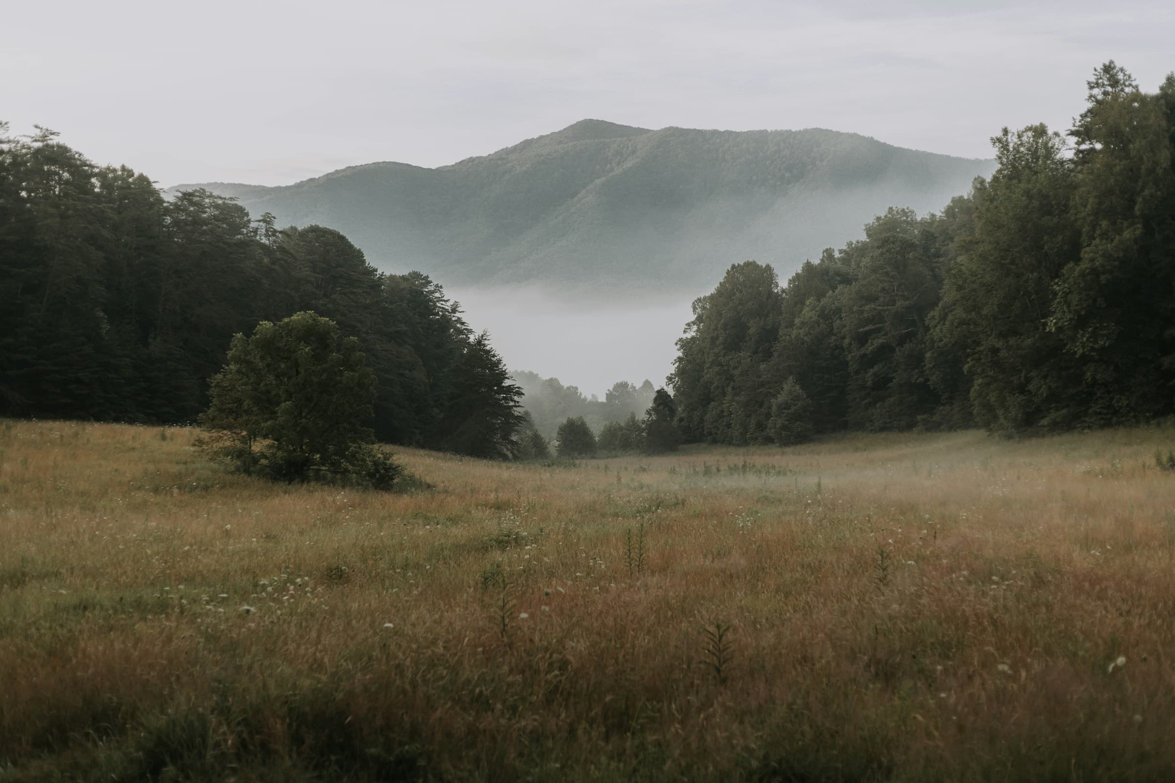 A meadow running up to a treeline, with mist sitting low on the hills behind